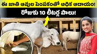 ఈ ఆవు 365 రోజులు 3000 లీటర్ల పాలు ఇస్తుంది| Tharparkar Cow Farming in Telugu|Best Cow for Dairy Farm