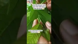 How to use Guava Leaves for massive hair growth ✅#guavaleaves #hair #longhairgrowthtips