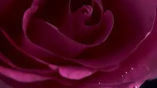 Pink Rose Close Up Rotating - Video Clip
