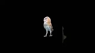 Owl green screen video