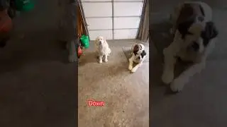 #dogobedience #stbernard #greatpyrenees #dog #cutedog