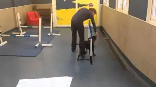 Ozzie doing agility at The Mayhew Animal Home