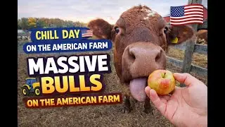 Massive Bulls on a Peaceful American Farm 🇺🇸🐂