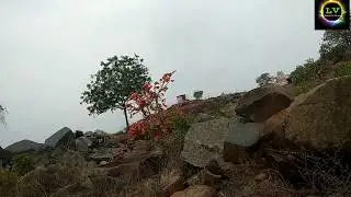 Modhuga chettu tho enni labala...