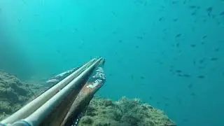 Pescasub carango, tiro lunghissimo. Arbalete Seahawk Extreme 90 roller