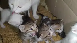 Newborn Kittens Singing Their Favorite Meow Meow Song 🐱🎶 | Cutest Baby Cats
