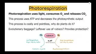 AP - Alternative Methods of Carbon Fixation (C4 and CAM Plants)