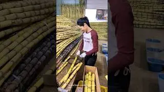 Cutting sugar cane processing