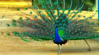 Peacock Sound Mating Call Female ❤️❤️