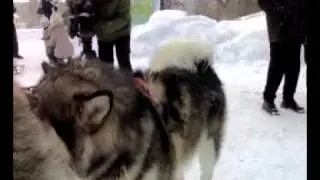 Снежные псы в ЦПКиО