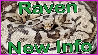 Raven Ball python New info in clutch 7!