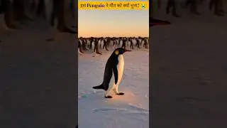 Why This Penguin Chose Death? 😭#shorts #facts #viral