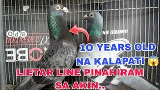 BREEDER NA LIETAR LINE INBREED PINAHIRAM SA AKIN JACKPOT 😱