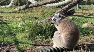 Котешки лемури в Зоопарк Бургас / Ring-tailed lemurs at Zoo Burgas