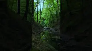 Forest (relax music)