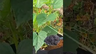 This Magic Powder is Effective for Plants