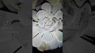 &iexcl;Fungicida para matar pulgon en rosas y suculentas! 🐛🌱😱 te muestro c&uacute;al te sirve