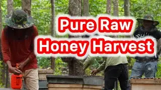 Harvesting Pure Raw Honey 🍯   Life of Rural Beekeepers 🐝