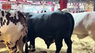 D Cattle Farm Dalfa Cattle show Season 4 Expo Center Karachi #animalslover #dalfacattleshow2025 #cow