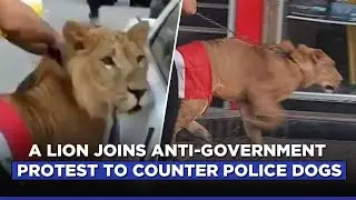 A Lion Joins Anti-Government Protest To Counter Police Dogs | Indiatimes
