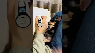 Не жизнь, а сплошной стресс😡 #dog#pets#собака#funny#follow#funnydog#shorts#blog#dogshorts#reels