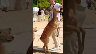 Nara Deer park In Japan 🇯🇵 | Deer Nara ￼ interesting park #japan ￼