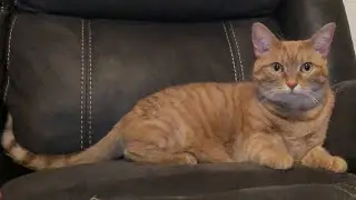 Cat Supplements for Feline Herpes Virus and Arthritis