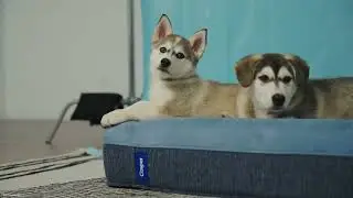 Meet the Casper Dog Bed 