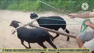 Carneiro de Carro a venda contato (87) 9 9909-3551