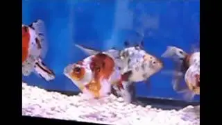 LARGE CALICO RYUNKIN GOLDFISH  -- www.aquaticwonderland.com