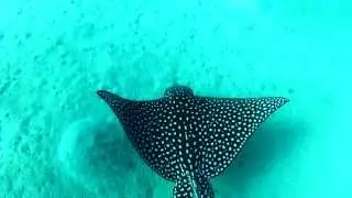 Скат Орляковый пятнистый, Орляк, Myliobatis, Aetobatus, GoPro HD HERO 2