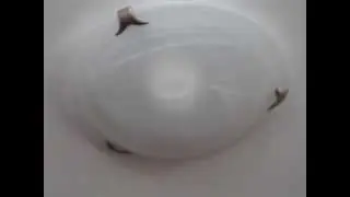 palpaie bec, flickering bulb
