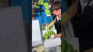 Packing Green Bananas for Export: Careful Handling and Protective Packaging