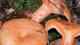 Almanyada Kanıça mantarı  nasil bulunur(weißtannen-Reizker )30,9,2022