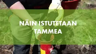Näin istutetaan tammea