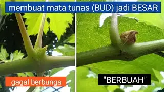 cara membuahkan anggur dengan mudah - membentuk cabang tersier dan bud mata tunas agar membawa bunga