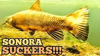 Fly Fishing for INCREDIBLE Sonora Suckers! (Salt River, Arizona)