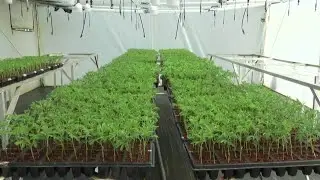 Cannabis, un producto con gran potencial exportador - Teleantioquia Noticias