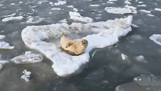 RARE Winter Seal Sighting in North Cape May on an Iceberg!