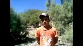 NAZAS RIVER, GUSANO DESCORTEZADOR