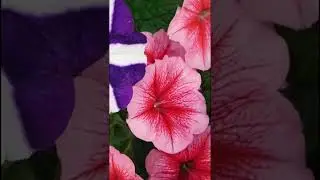 Environmental Science ; Biodiversity and floral diversity