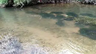 Snake found in water stream - Sirimane falls - Sringeri