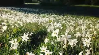 Bad Mitterndorf daffodil meadow