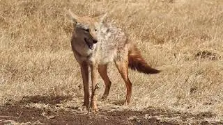 Amazing new discovery of an African Golden Wolf, the First New Canid Species in over a Century