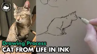 How I Draw My Cat from Life - Drawing Tutorial + Sketchbook Tour