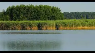 4K Panorama of Milicz Ponds - Cormorants, Ducks, Swans in Nature Reserve in Poland, June 2021.