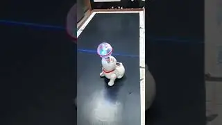 Musical Dog Rotating 360 Degree With Ball On Nose with Cute 3D Light & Sound