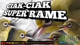 Ciak-ciak jos super rame paling cepat bikin kecial kuning gacor
