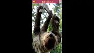 A Slow and Surprising Journey #shorts #slothng Journey