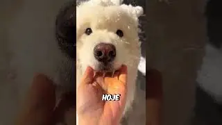 O Cachorro Estava Para FORA! #curiosidades #incr&iacute;vel #animal #cachorro